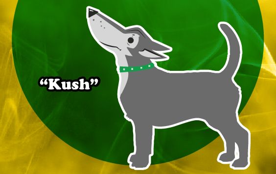 Kush the dog from the Blunt Truth campaign.